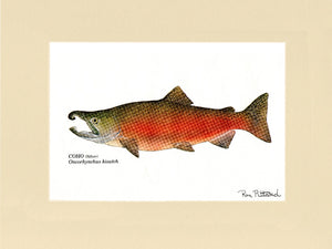 Coho Salmon - Charting Nature