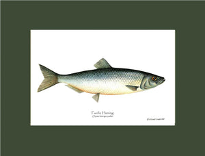 Fish Print: Pacific Herring Clupea harengus pallasi – Charting Nature