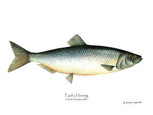 Fish Print: Pacific Herring Clupea harengus pallasi
