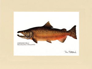 Chinook Salmon - Charting Nature