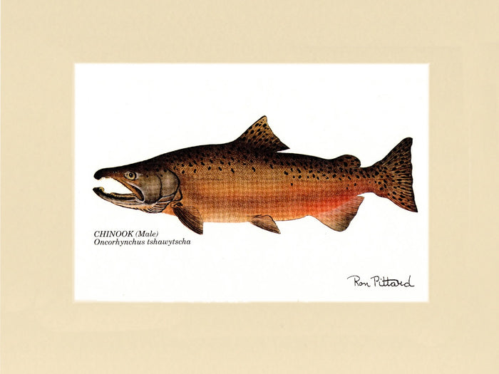 Chinook Salmon