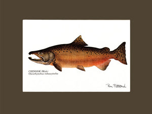 Chinook Salmon - Charting Nature