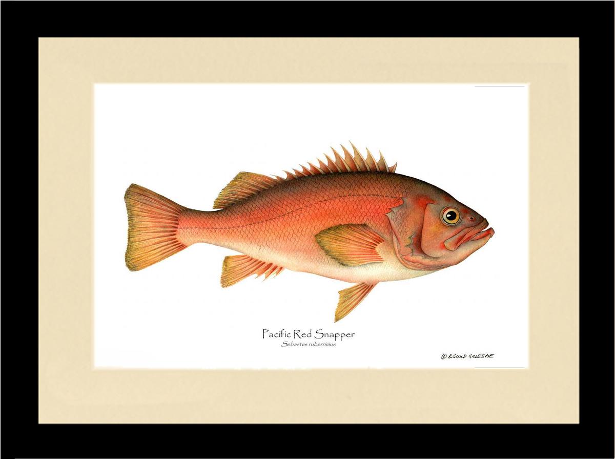 Pacific Red Snapper Sebastes ruberrimus | Wall Art Fish Print