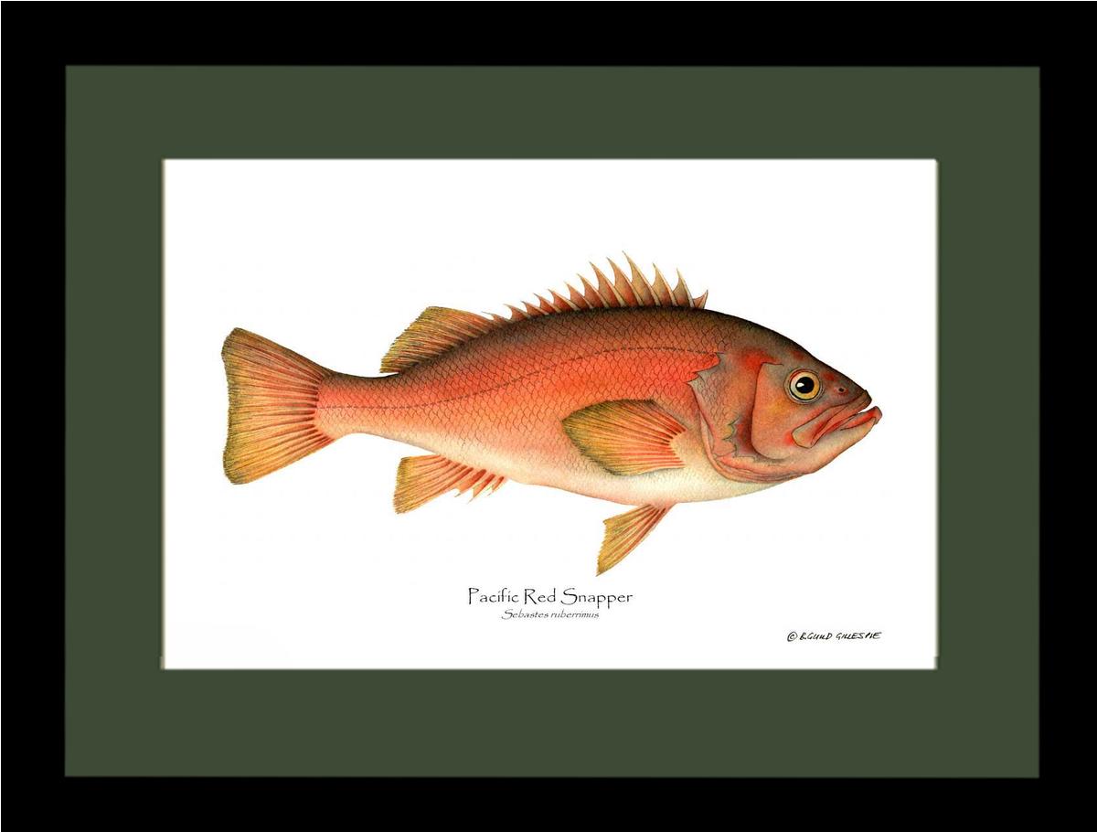Pacific Red Snapper Sebastes ruberrimus | Wall Art Fish Print