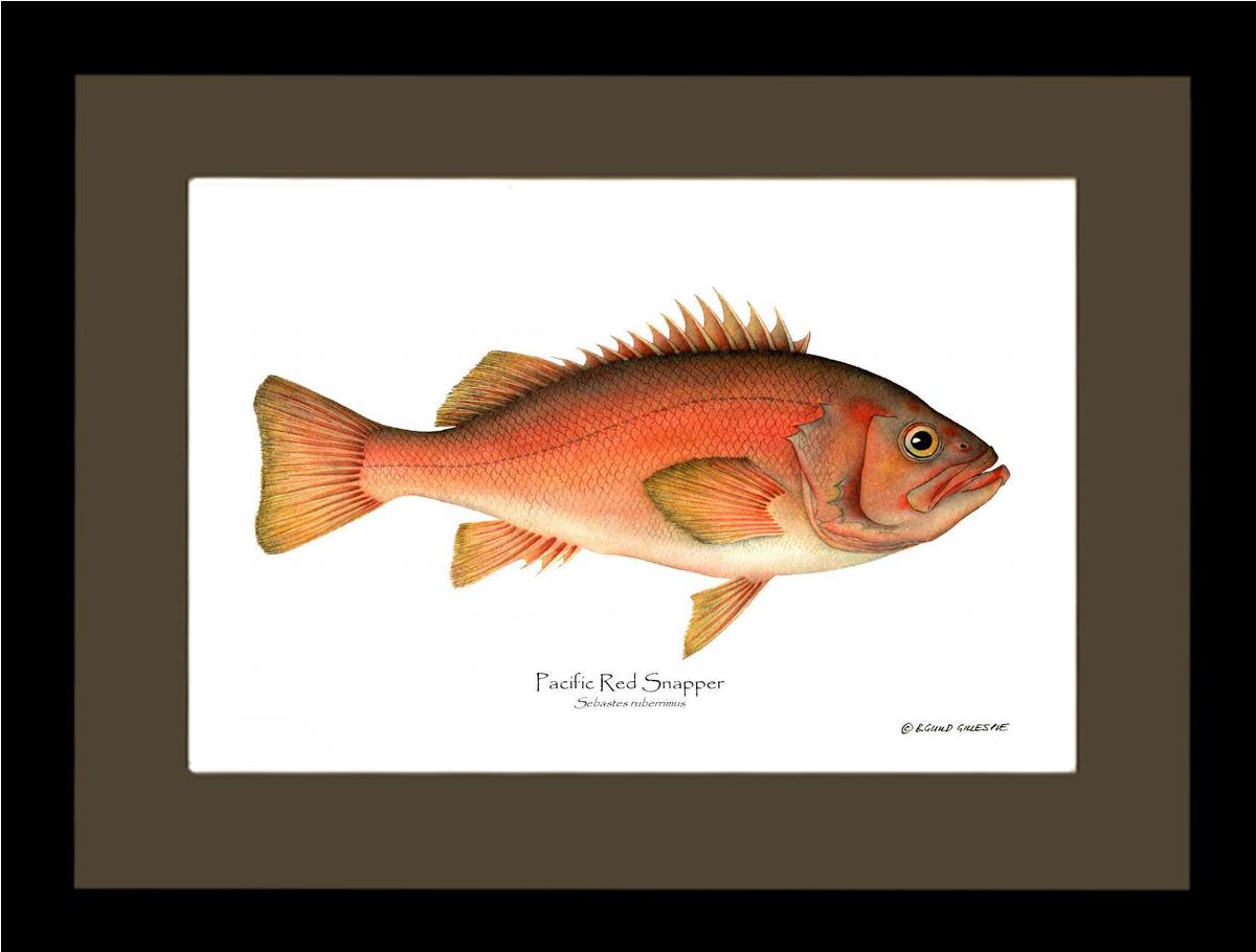 Pacific Red Snapper Sebastes ruberrimus | Wall Art Fish Print