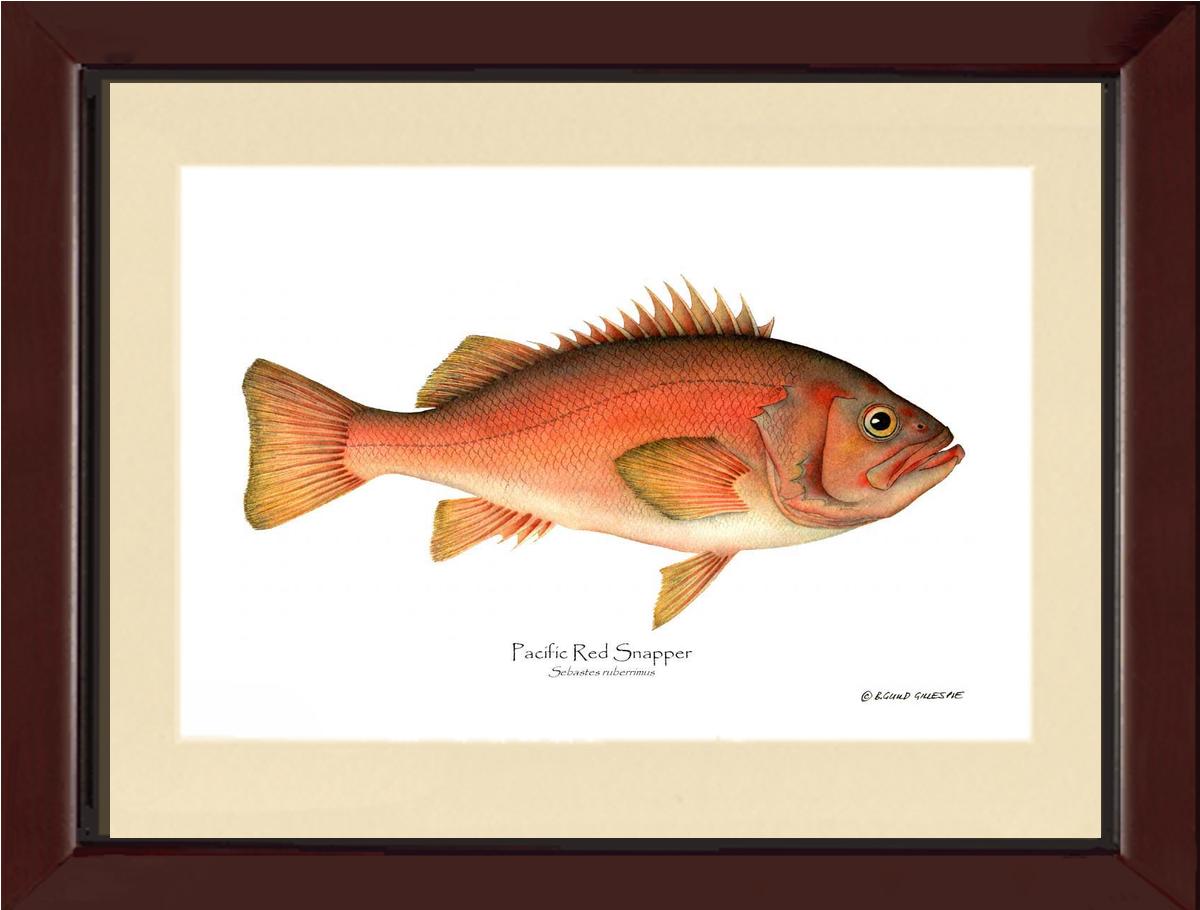 Pacific Red Snapper Sebastes ruberrimus | Wall Art Fish Print