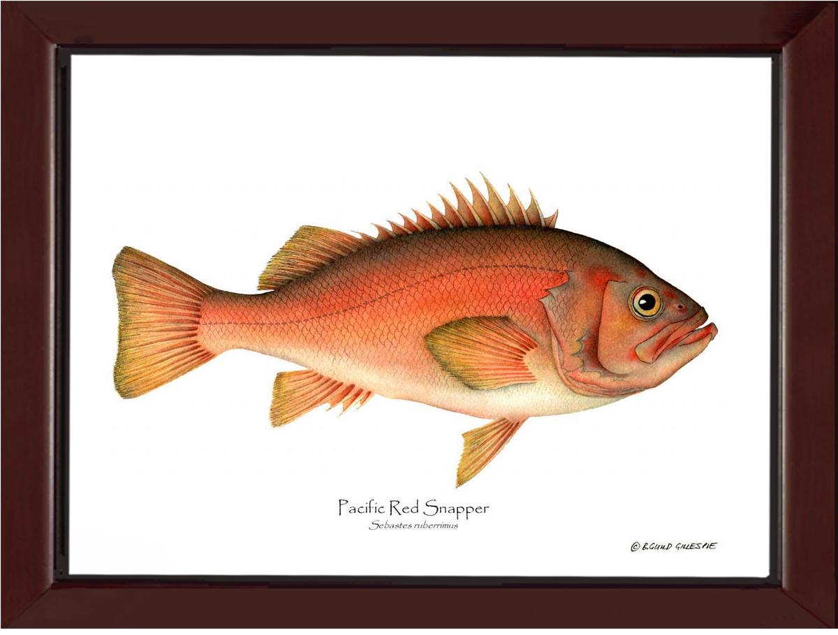 Pacific Red Snapper Sebastes ruberrimus | Wall Art Fish Print