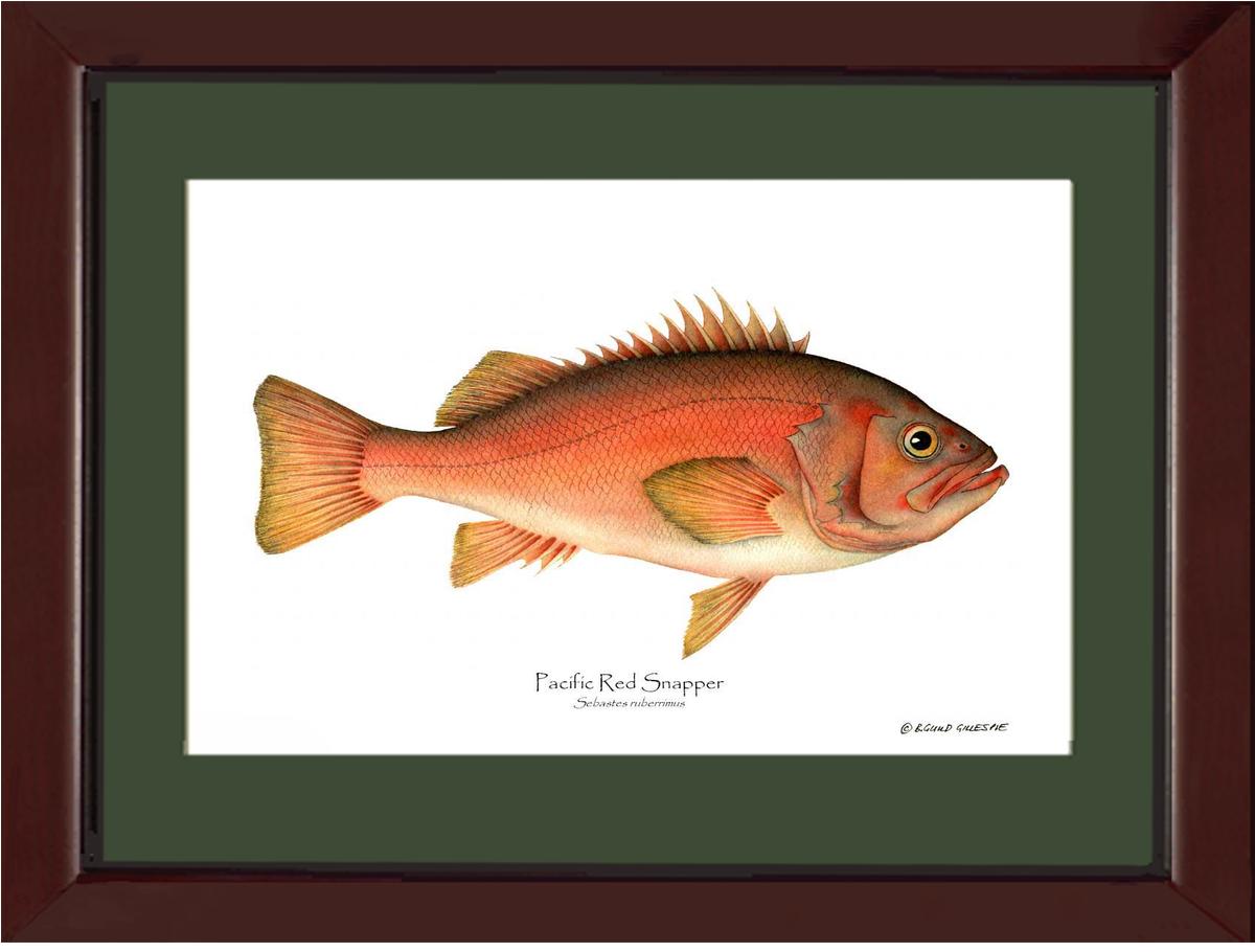 Pacific Red Snapper Sebastes ruberrimus | Wall Art Fish Print