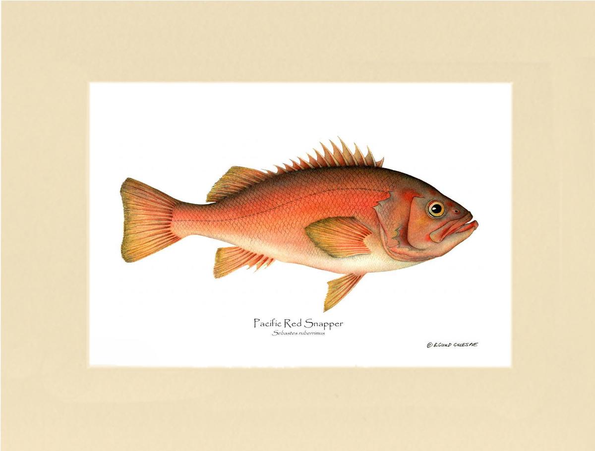 Pacific Red Snapper Sebastes ruberrimus | Wall Art Fish Print