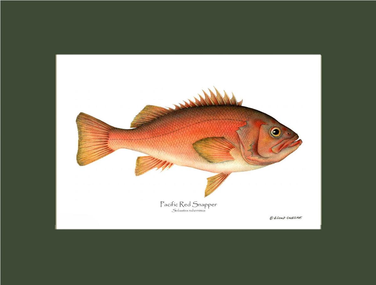 Pacific Red Snapper Sebastes ruberrimus | Wall Art Fish Print