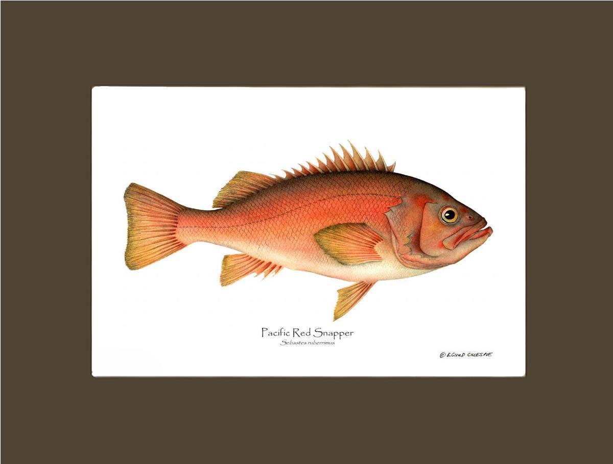 Pacific Red Snapper Sebastes ruberrimus | Wall Art Fish Print