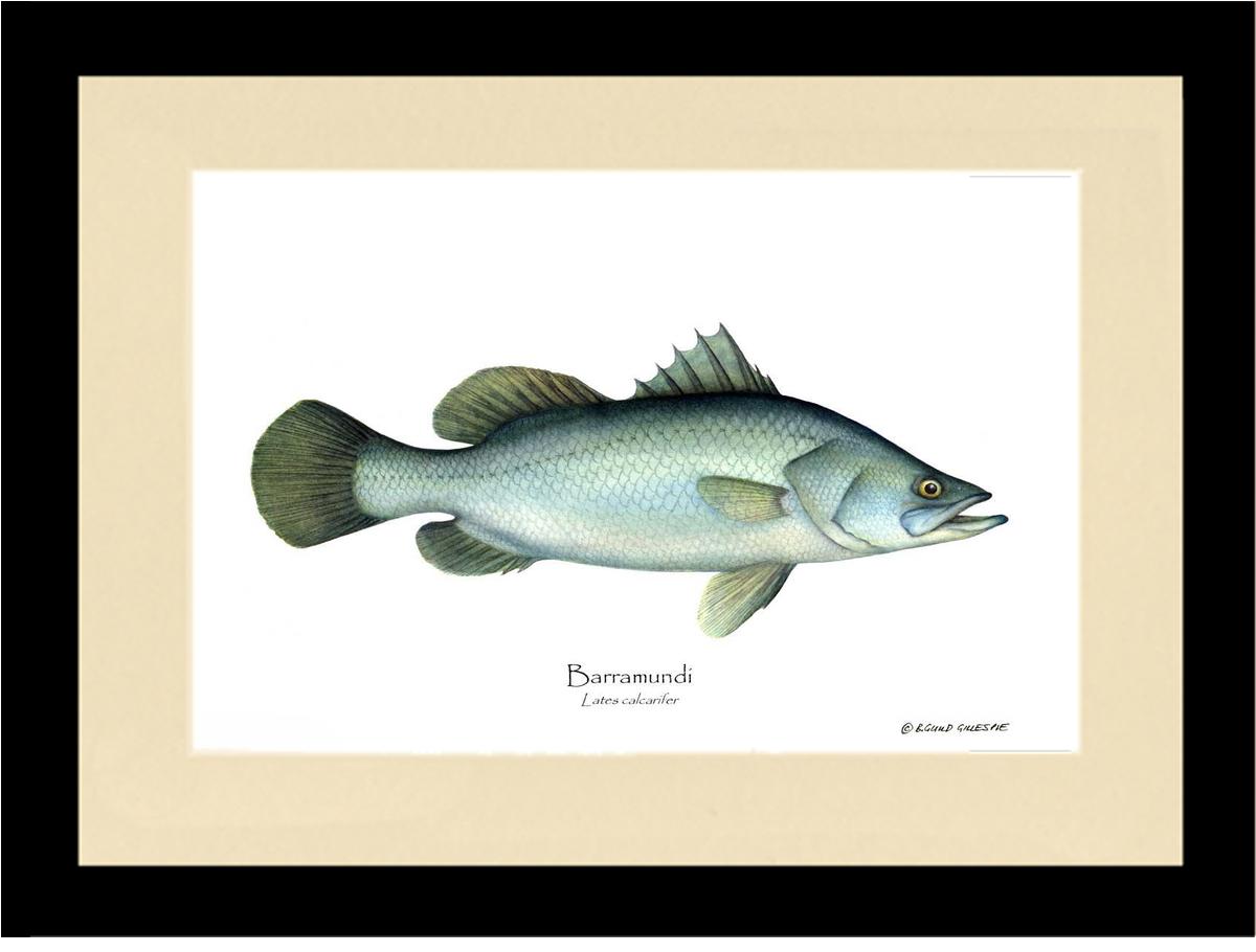 Barramudi Lates calcar | Wall Art Fish Print