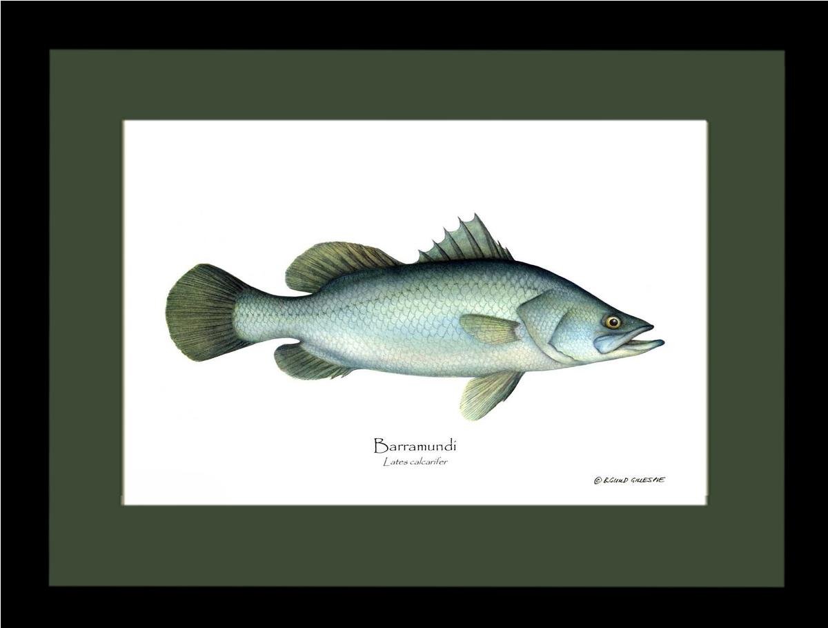 Barramudi Lates calcar | Wall Art Fish Print