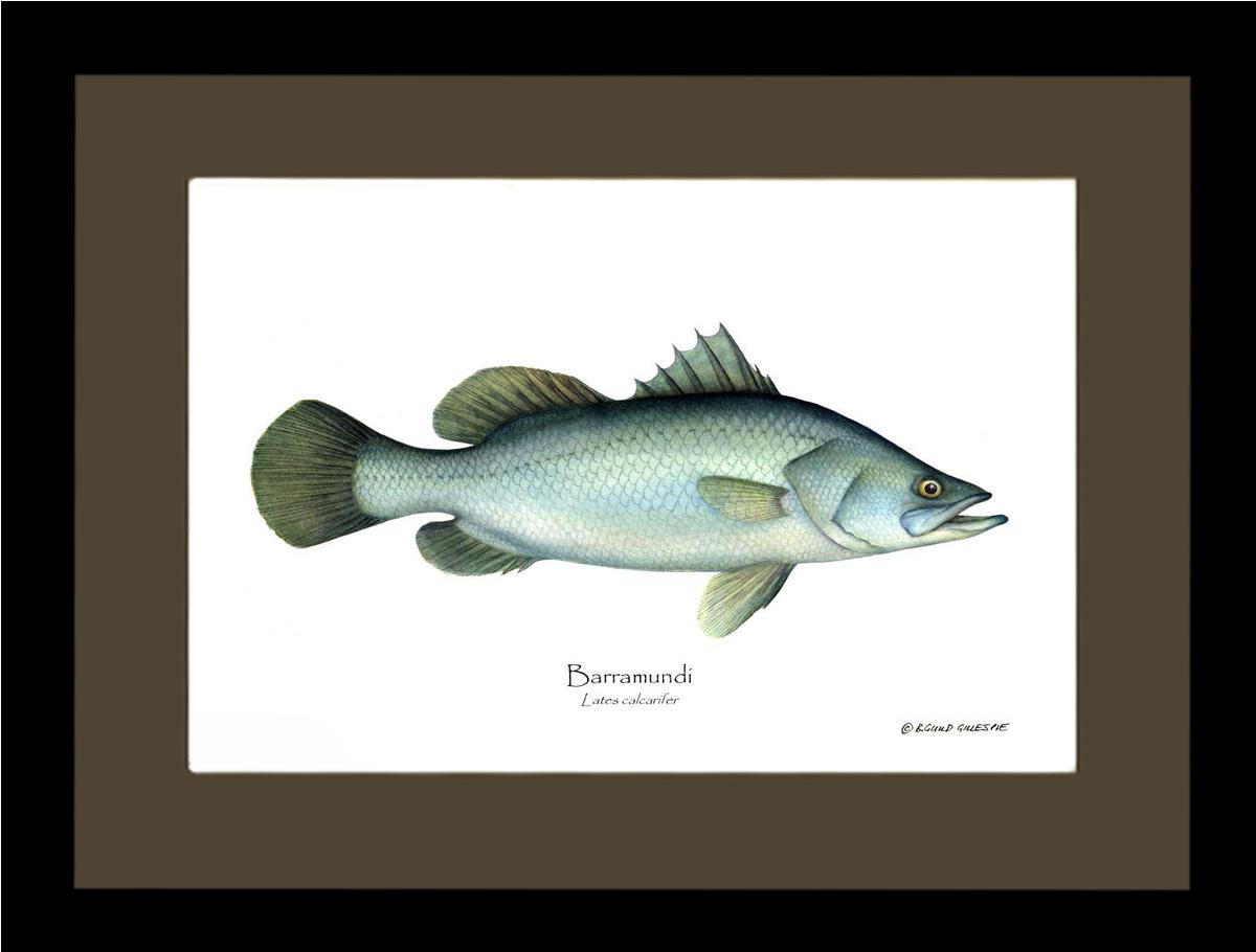 Barramudi Lates calcar | Wall Art Fish Print