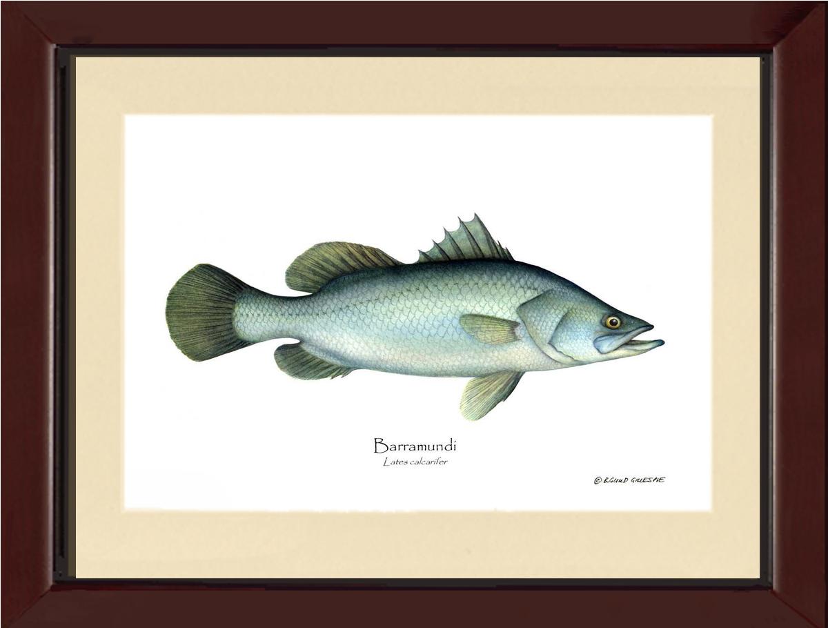 Barramudi Lates calcar | Wall Art Fish Print