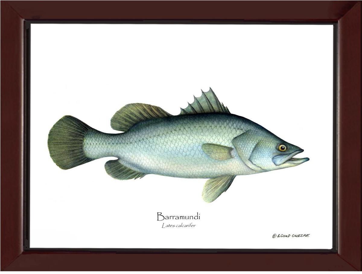 Barramudi Lates calcar | Wall Art Fish Print