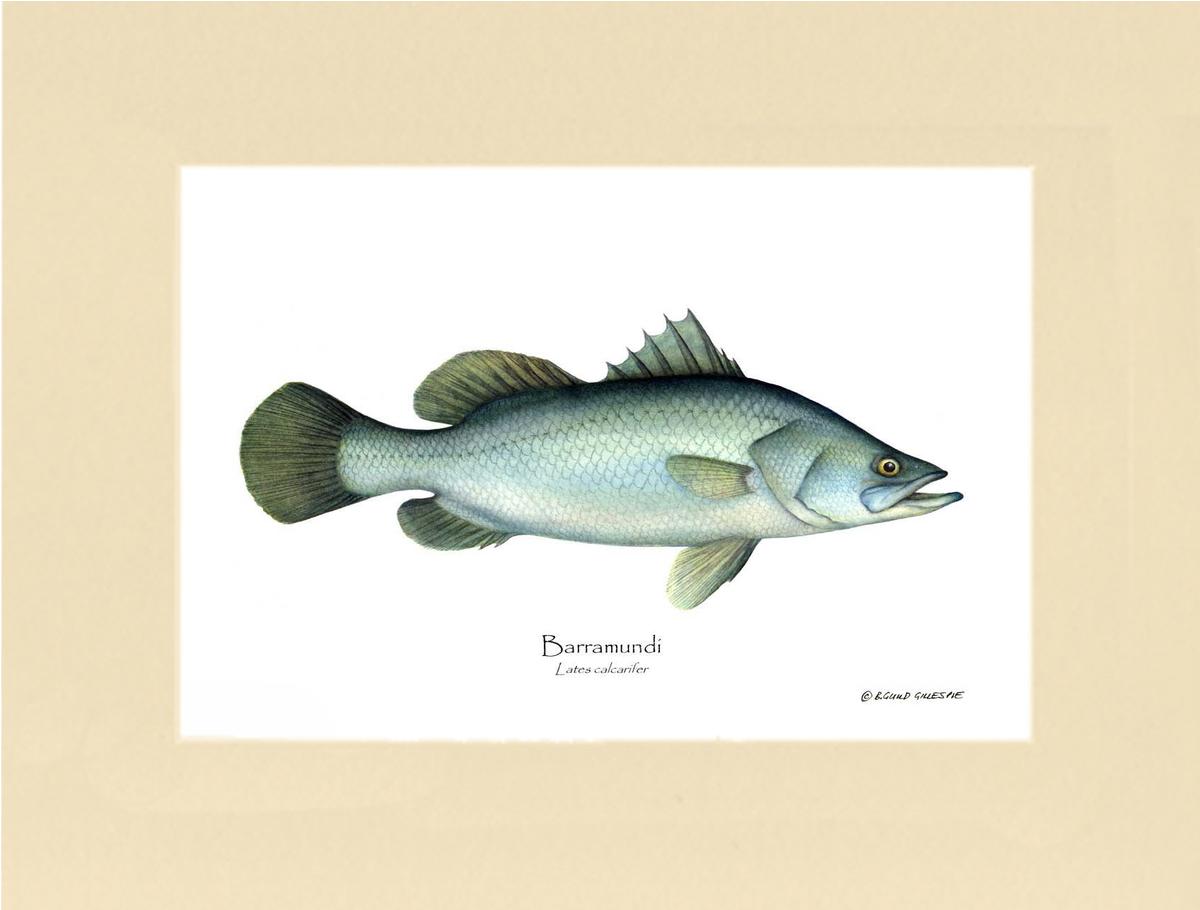 Barramudi Lates calcar | Wall Art Fish Print