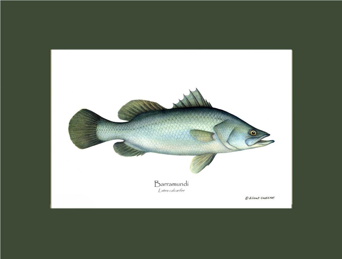 Barramudi Lates calcar | Wall Art Fish Print