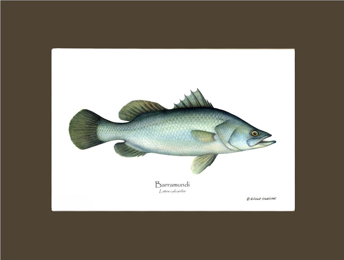Barramudi Lates calcar | Wall Art Fish Print