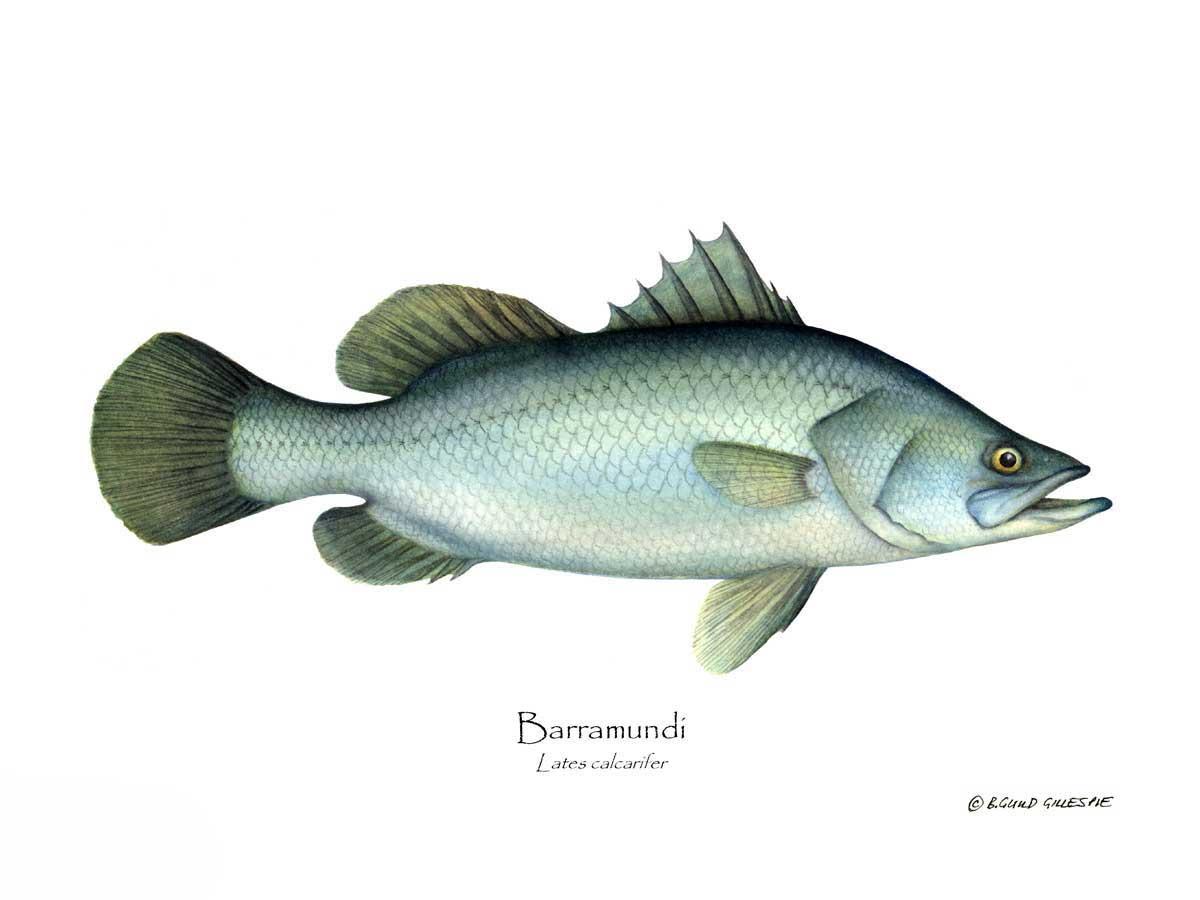 Barramudi Lates calcar | Wall Art Fish Print