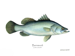 Fish Print: Barramudi Lates calcar