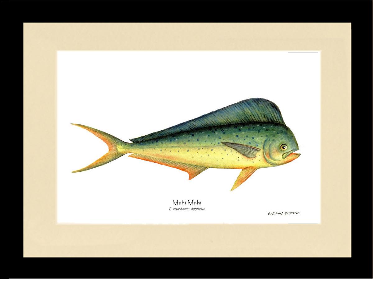 Mahi Mahi Coryphaena  hippurus | Wall Art Fish Print