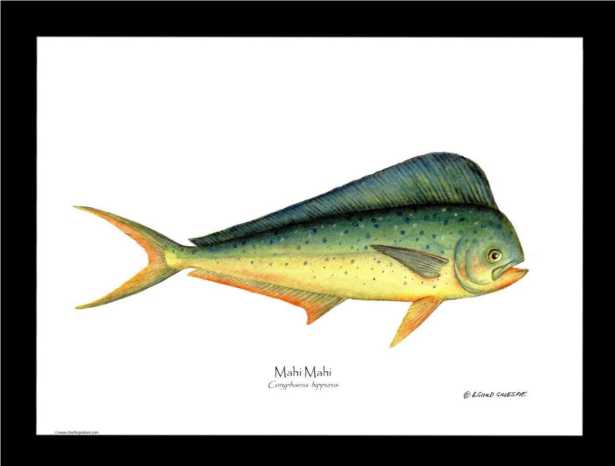 Mahi Mahi Coryphaena  hippurus | Wall Art Fish Print