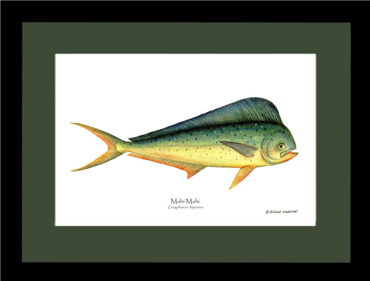 Mahi Mahi Coryphaena  hippurus | Wall Art Fish Print
