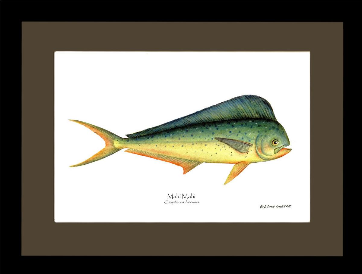 Mahi Mahi Coryphaena  hippurus | Wall Art Fish Print