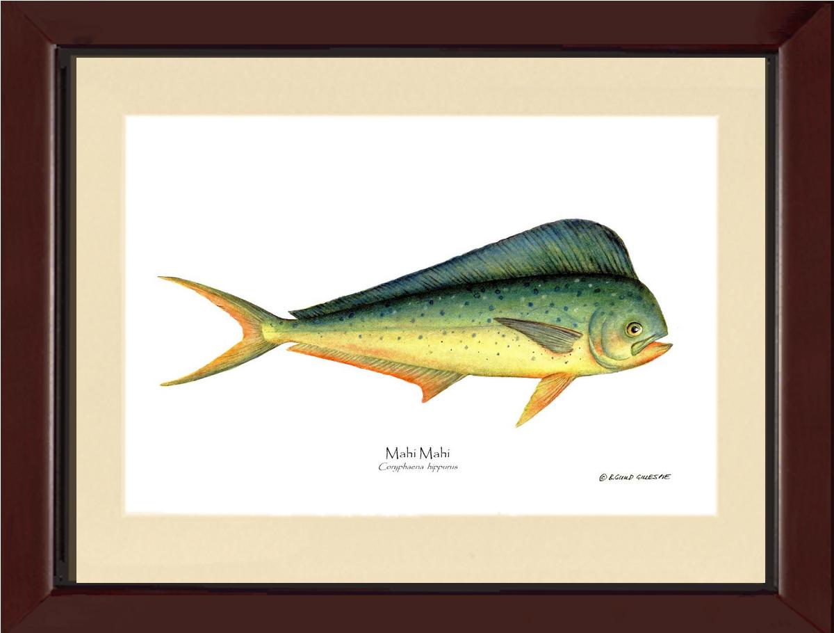 Mahi Mahi Coryphaena  hippurus | Wall Art Fish Print