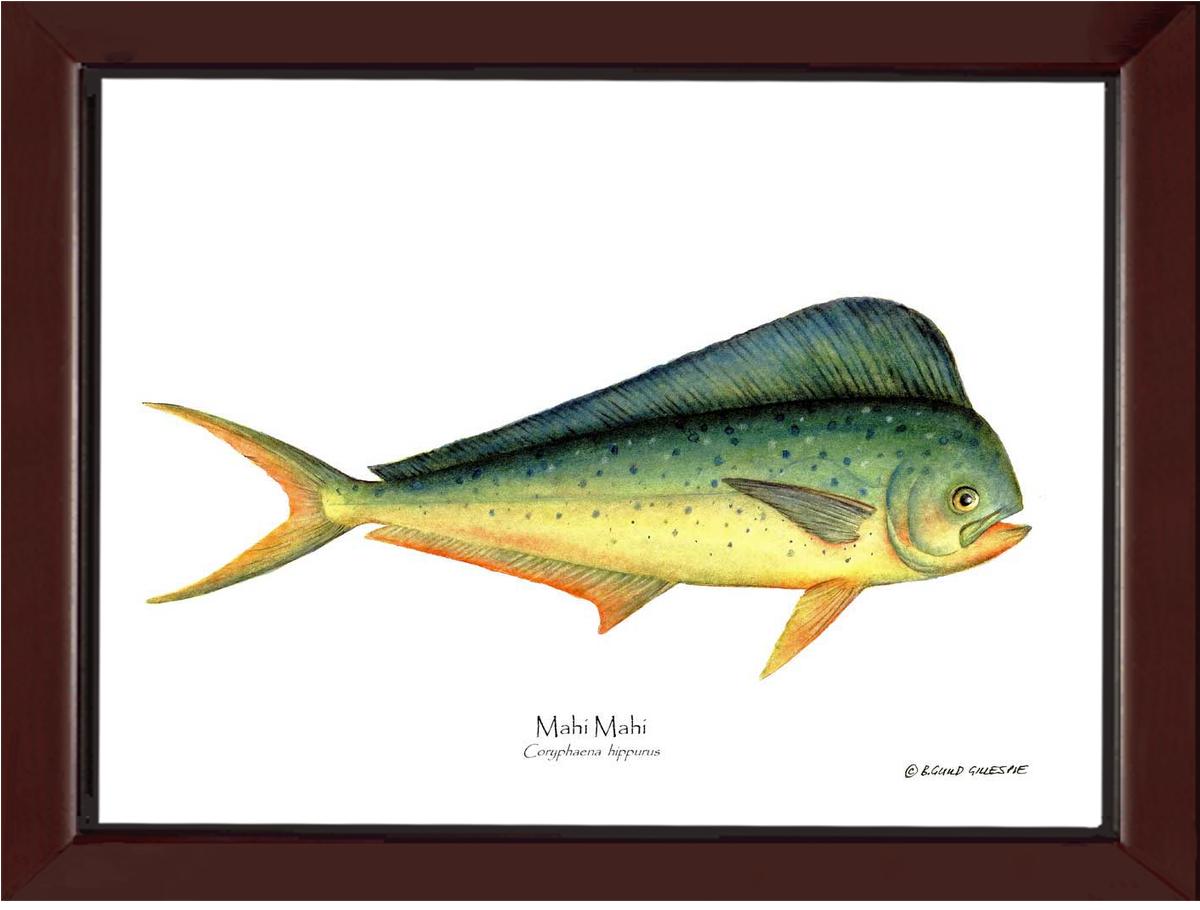 Mahi Mahi Coryphaena  hippurus | Wall Art Fish Print