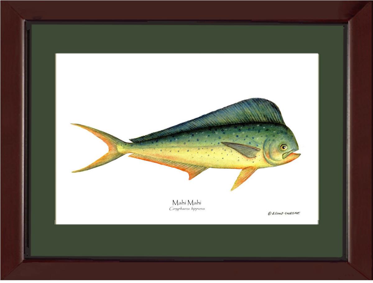 Mahi Mahi Coryphaena  hippurus | Wall Art Fish Print