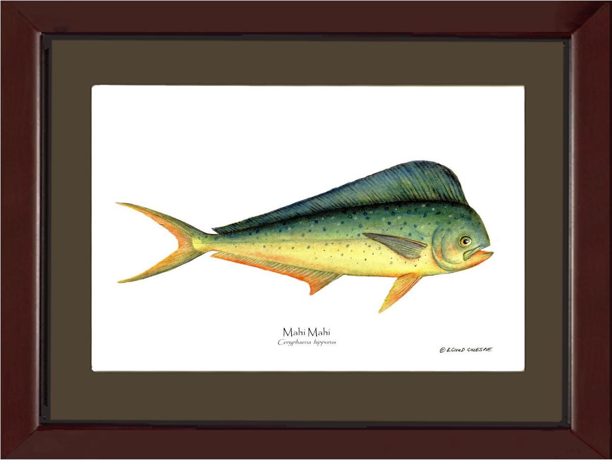 Mahi Mahi Coryphaena  hippurus | Wall Art Fish Print