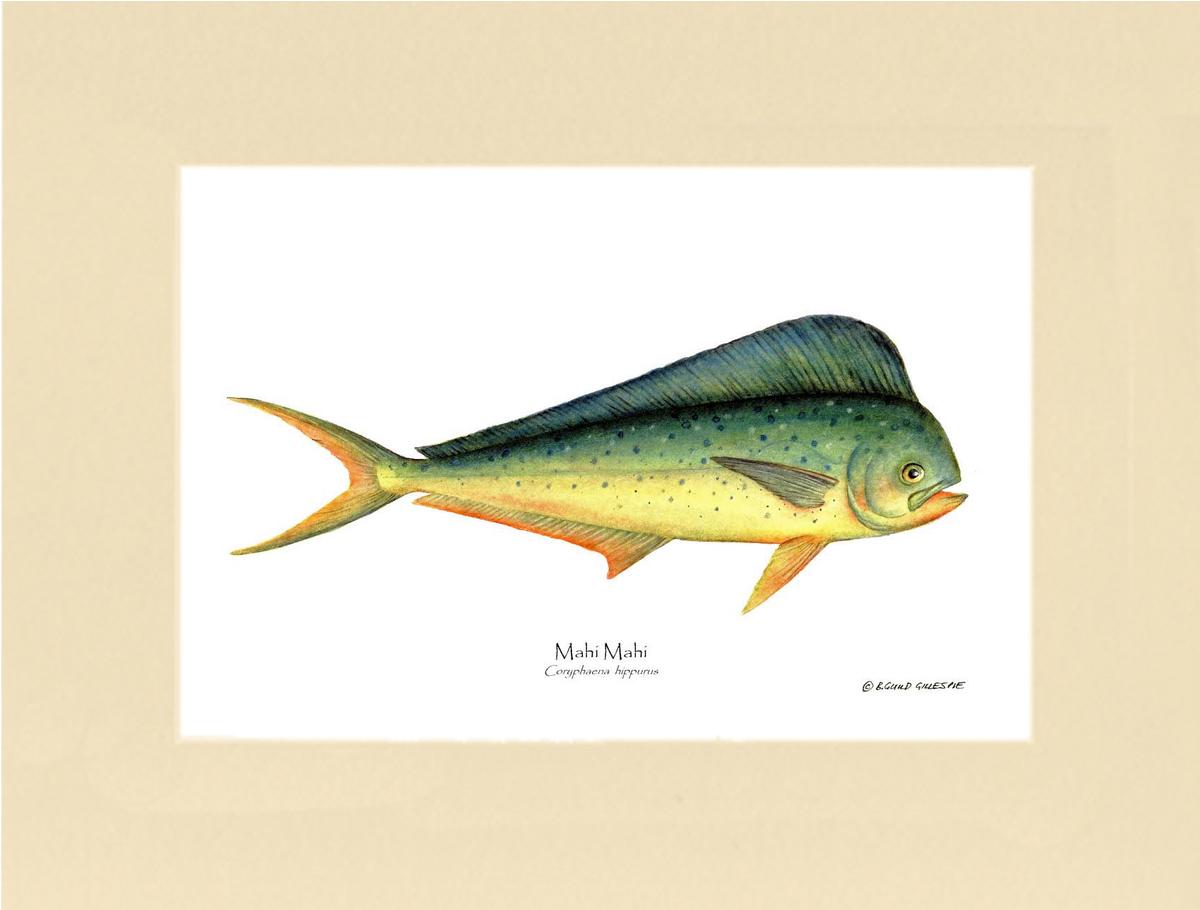 Mahi Mahi Coryphaena  hippurus | Wall Art Fish Print