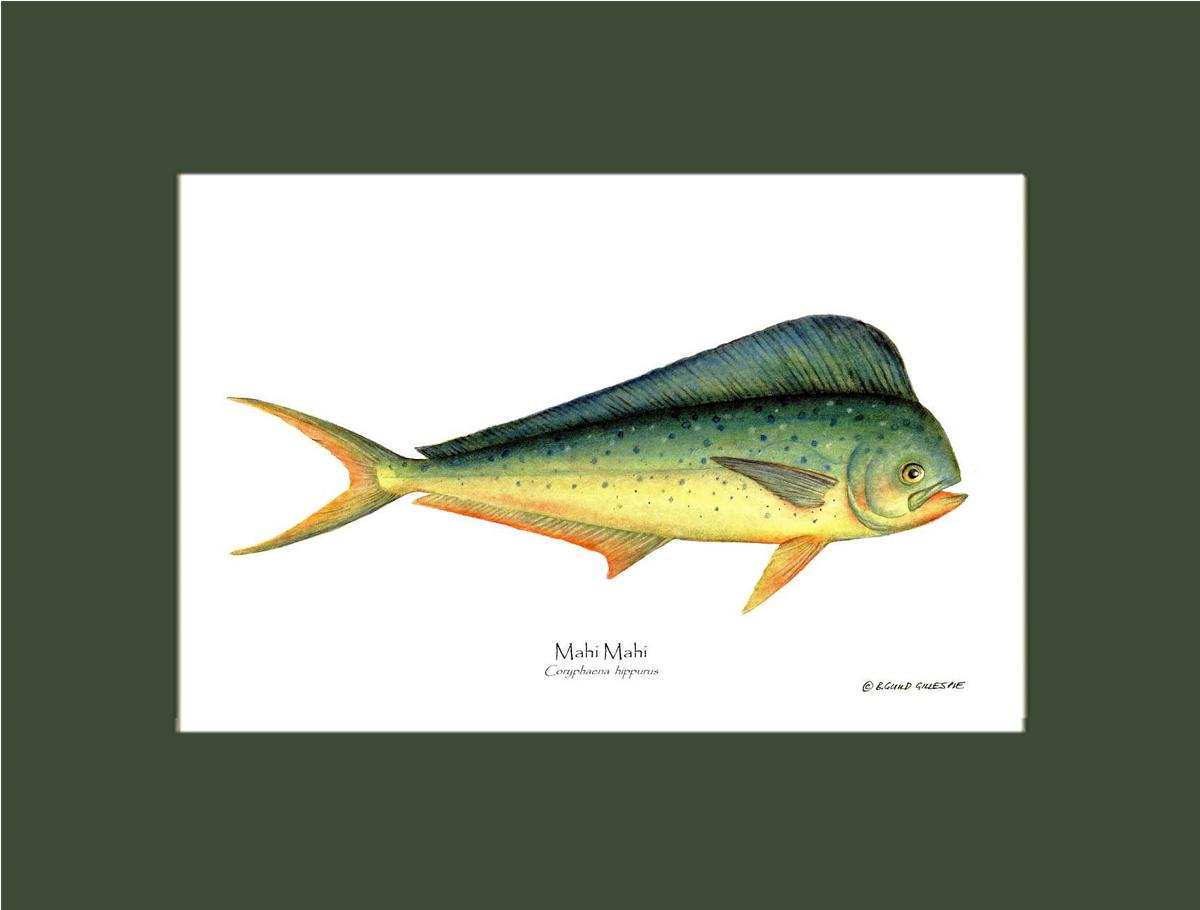 Mahi Mahi Coryphaena  hippurus | Wall Art Fish Print