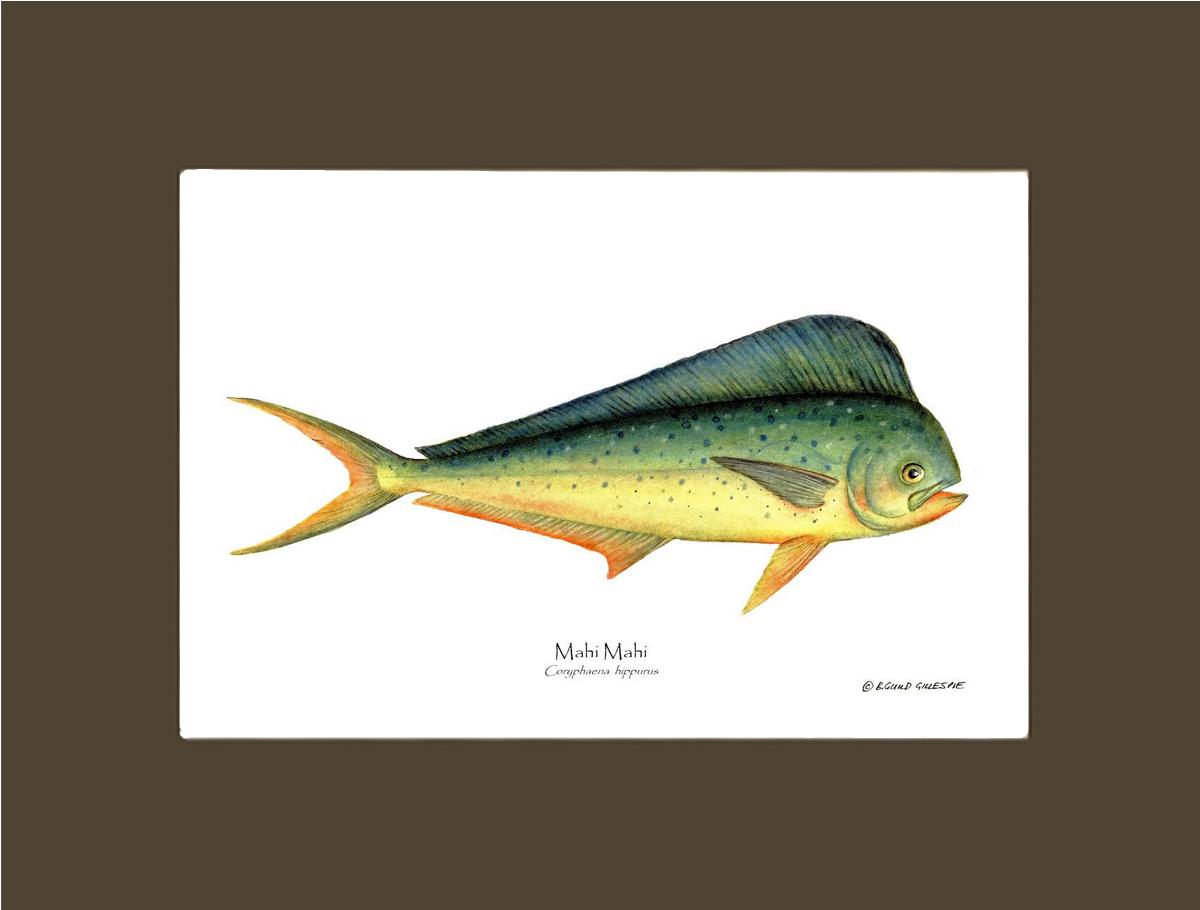 Mahi Mahi Coryphaena  hippurus | Wall Art Fish Print