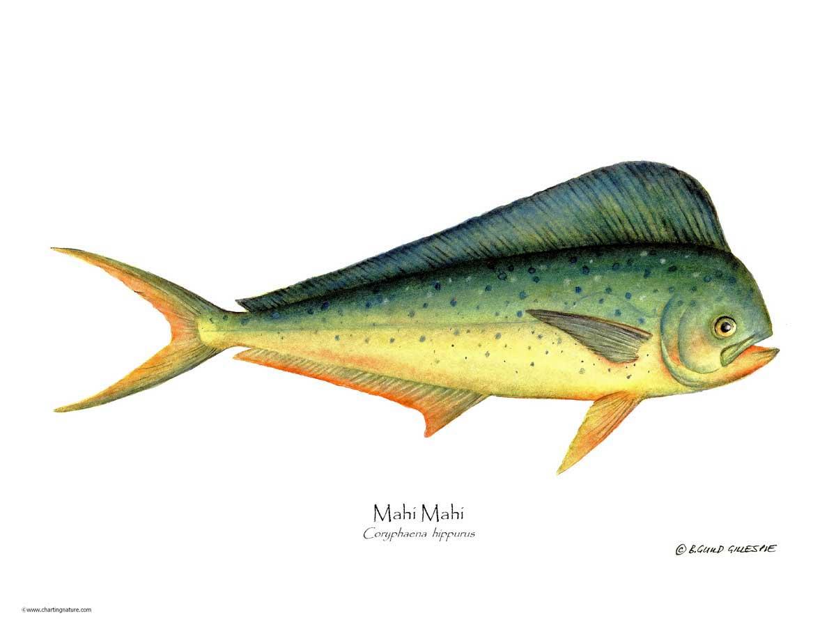 Mahi Mahi Coryphaena  hippurus | Wall Art Fish Print