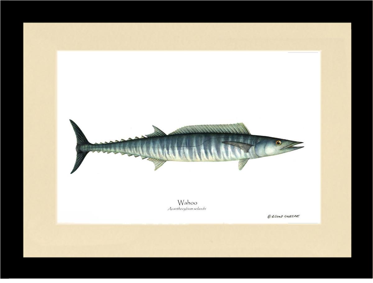 Wahoo Acanthocybium solandri | Wall Art Fish Print