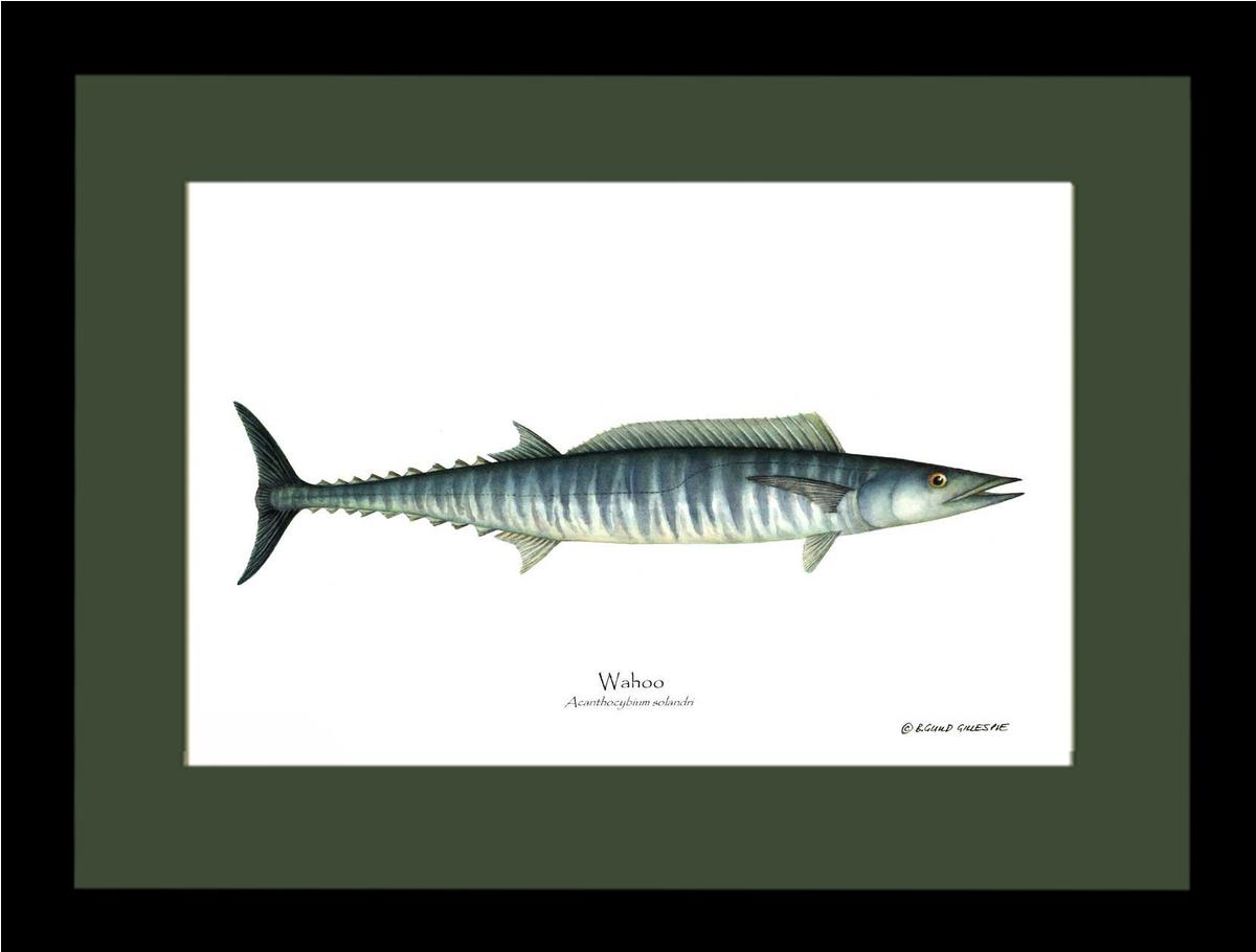 Wahoo Acanthocybium solandri | Wall Art Fish Print