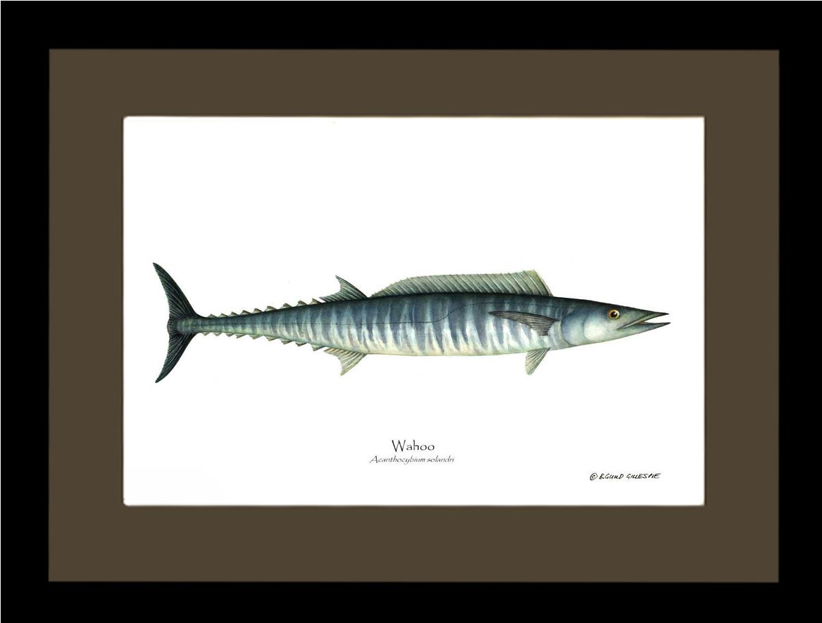 Wahoo Acanthocybium solandri | Wall Art Fish Print