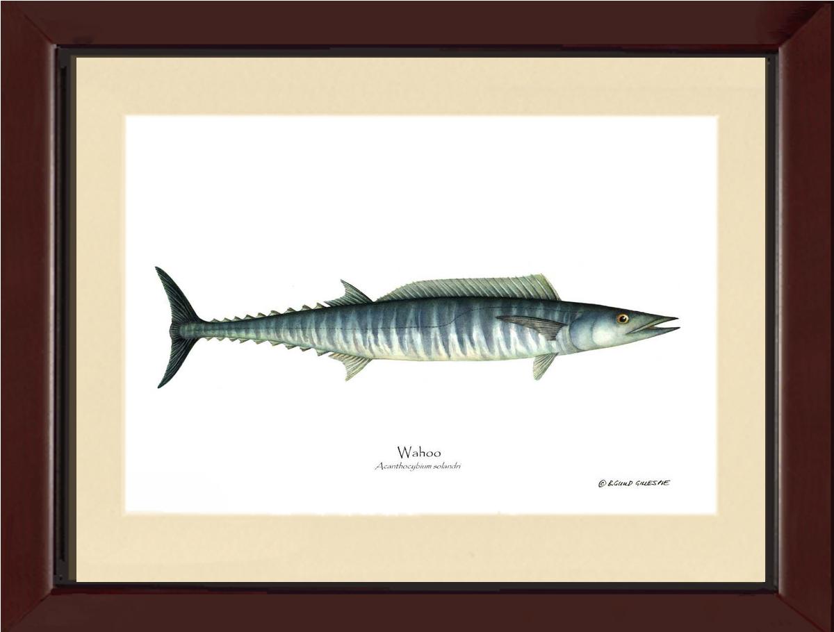 Wahoo Acanthocybium solandri | Wall Art Fish Print
