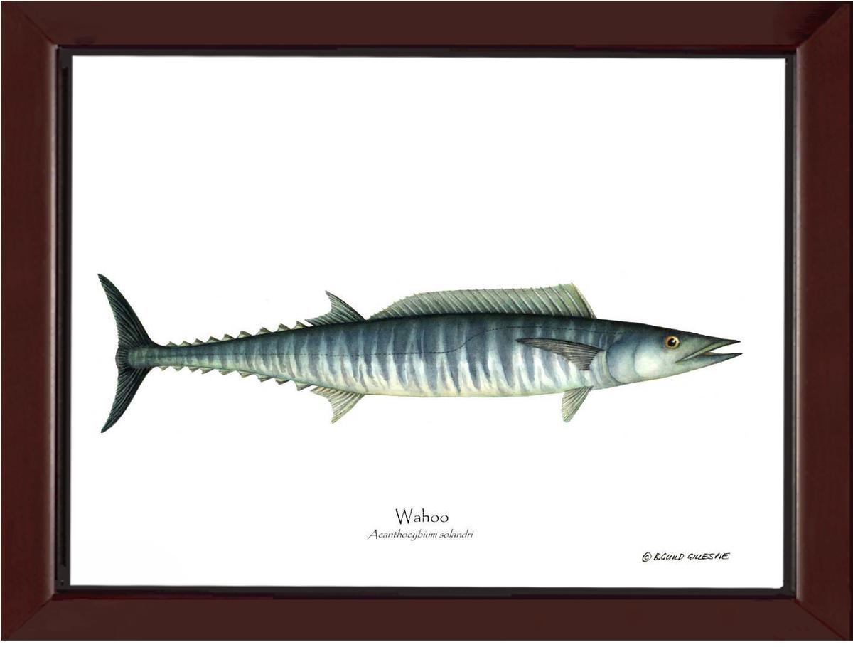 Wahoo Acanthocybium solandri | Wall Art Fish Print