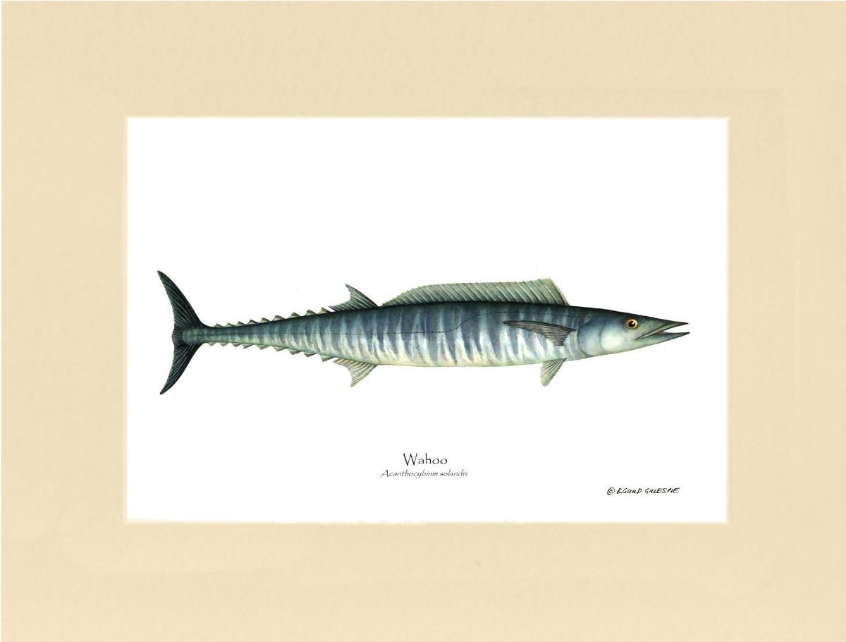 Wahoo Acanthocybium solandri | Wall Art Fish Print