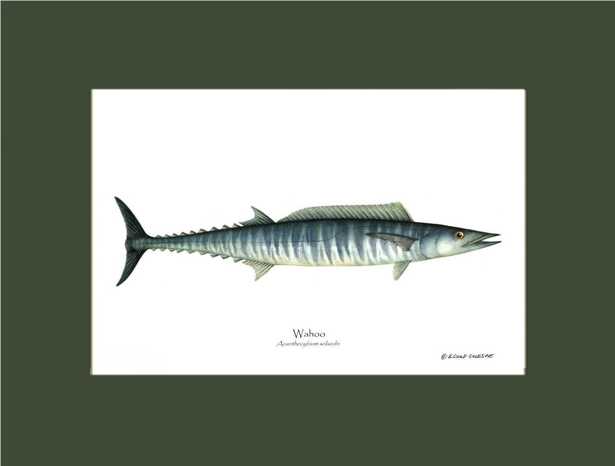 Wahoo Acanthocybium solandri | Wall Art Fish Print