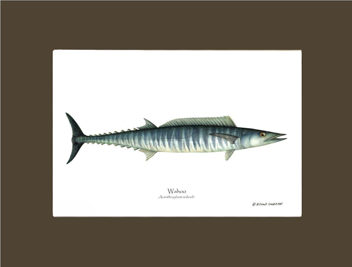 Wahoo Acanthocybium solandri | Wall Art Fish Print