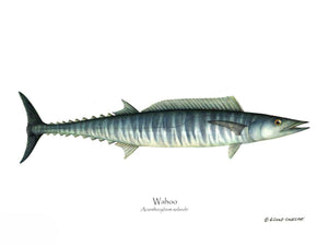 Fish Print: Wahoo Acanthocybium solandri