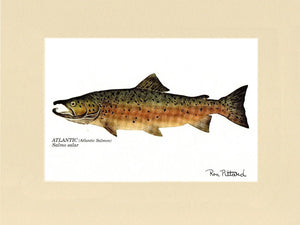 Atlantic Salmon - Charting Nature
