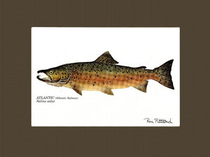 Atlantic Salmon - Charting Nature
