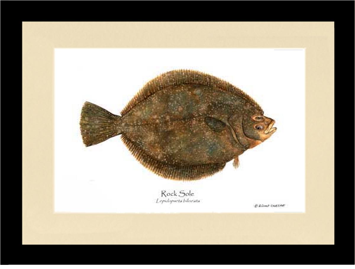 Rock Sole Lepidopsetta bilineata | Wall Art Fish Print