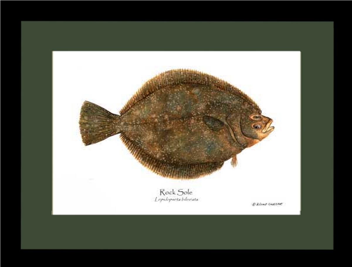 Rock Sole Lepidopsetta bilineata | Wall Art Fish Print